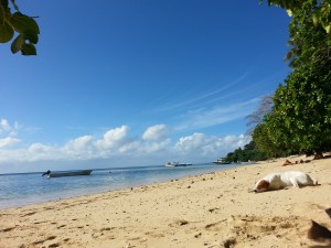 Taveuni Adventures