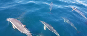Dolphins Bay Explorer